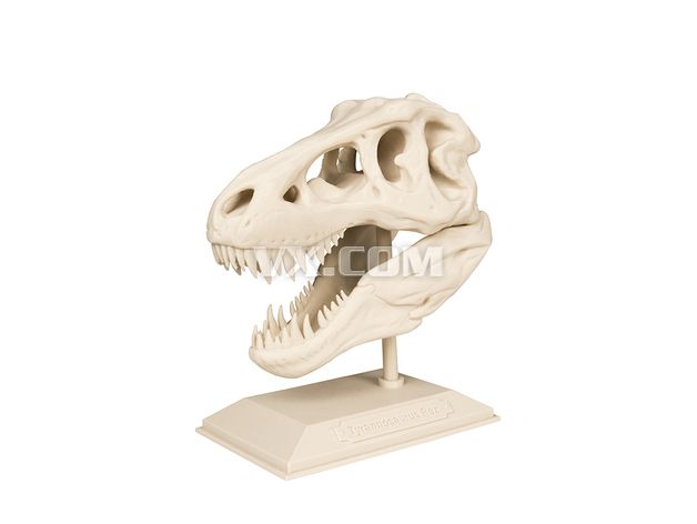 恐龙头骨3d打印